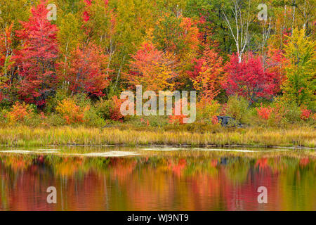 Automne couleur reflétée dans un étang de castors, Grand Sudbury, Ontario, Canada Banque D'Images