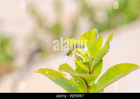 Le monarque (Danaus plexippus) manger des feuilles d'Asclépiade caterpillar larves sur Beaver Island, Michigan à la fin de l'été. Banque D'Images