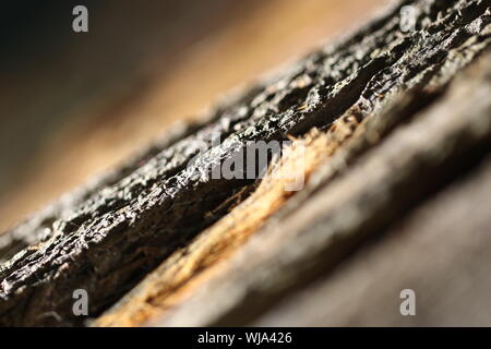 Vue rapprochée de peel-off peau d'arbre avec flash Banque D'Images