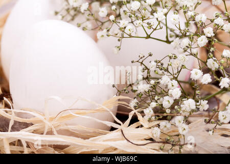 Trois oeufs de Pâques non décoré blanc ordinaire nichée dans un nid de paille avec une délicate de pulvérisation dainty fleurs souffle Babys pour célébrer le printemps et th Banque D'Images