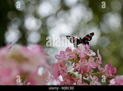 Vulcain (Vanessa atalanta) à la recherche sur l'hydrangea flowers Banque D'Images