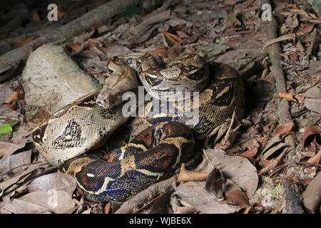 Boa constricteur (Boa constrictor), aussi appelé le boa à queue rouge ou le boa, commun Banque D'Images