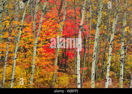 L'érable rouge dans le sous-bois d'une forêt de trembles en automne, le Grand Sudbury, Ontario, Canada Banque D'Images