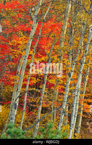 L'érable rouge à l'automne dans une forêt de trembles, Grand Sudbury, Ontario, Canada Banque D'Images