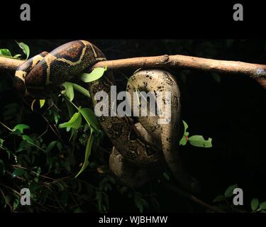 Boa constricteur (Boa constrictor), aussi appelé le boa à queue rouge ou le boa, commun Banque D'Images