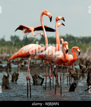 Colonie de la Flamingo sur les nids. Rio Maximo, Camaguey, Cuba. Banque D'Images