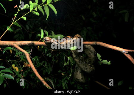 Boa constricteur (Boa constrictor), aussi appelé le boa à queue rouge ou le boa, commun Banque D'Images