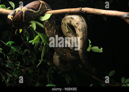 Boa constricteur (Boa constrictor), aussi appelé le boa à queue rouge ou le boa, commun Banque D'Images