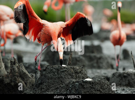 Colonie de la Flamingo sur les nids. Rio Maximo, Camaguey, Cuba. Banque D'Images