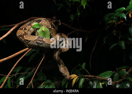 Boa constricteur (Boa constrictor), aussi appelé le boa à queue rouge ou le boa, commun Banque D'Images