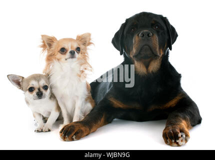 Chihuahuas mignon et rottweiler in front of white background Banque D'Images