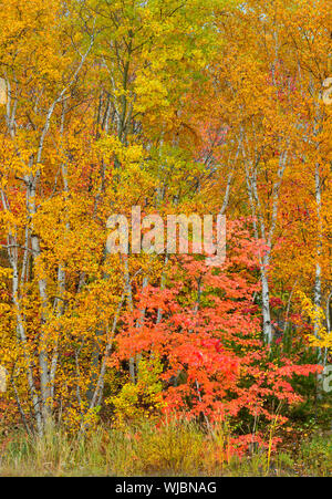 Automne couleur reflétée dans un étang de castors, Grand Sudbury, Ontario, Canada Banque D'Images