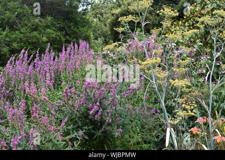 Fleurs sauvages dans un jardin naturel Banque D'Images