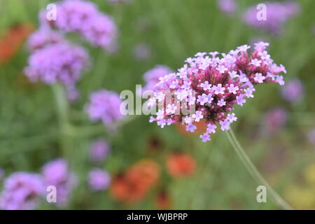 Verveine en fleurs Banque D'Images