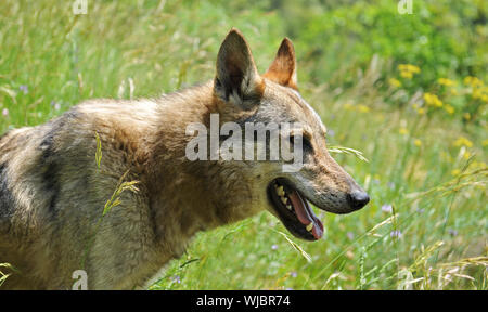 Portrait d'un chien de race pure dans un champ tchécoslovaque, même un loup sauvage... Banque D'Images