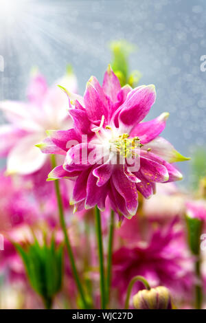 Aquilegia (noms communs : Granny's Bonnet ou Columbine) est une des plantes vivaces Banque D'Images