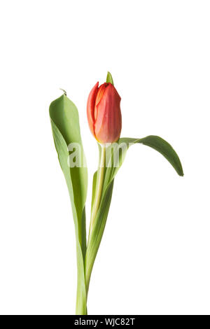 Une fleur de tulipe séparés. Isolé sur blanc. Banque D'Images