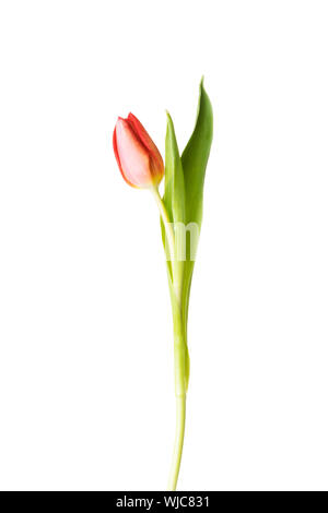 Une fleur de tulipe séparés. Isolé sur blanc. Banque D'Images