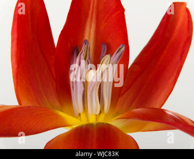 L'un séparé ouvert, tulipe rouge fleur. Isolé sur blanc. Banque D'Images