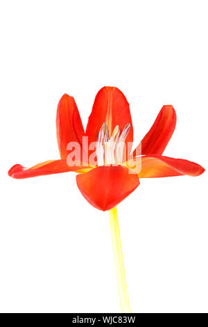L'un séparé ouvert, tulipe rouge fleur. Isolé sur blanc. Banque D'Images