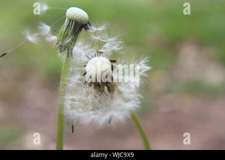 Deux seedheads de pissenlits avec leurs graines blowing off dans le vent. Banque D'Images