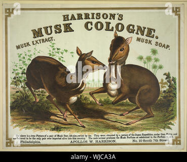 Harrison's musk cologne. Le cerf porte-musc de Philadelphie Banque D'Images