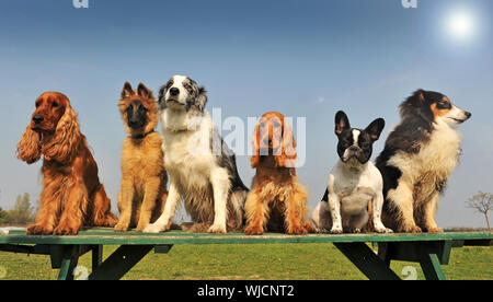 Cinq gros chien de race assis dans une journée de printemps Banque D'Images