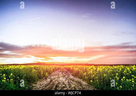 Coucher de soleil sur un champ de canola dans l'été avec de belles fleurs jaune Banque D'Images