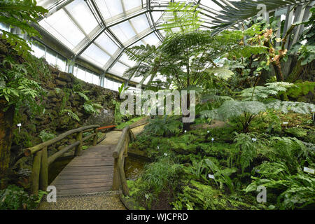 Voir, l'architecture, treefern, treeferns, Berlin, le jardin botanique, l'Allemagne, fougère, maison, bâtiment, gaz à effet de serre, serre, à l'intérieur, Banque D'Images