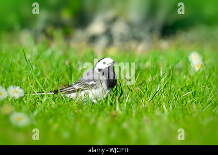 Bergeronnette oiseau sur une pelouse verte au printemps dans la lumière du jour Banque D'Images