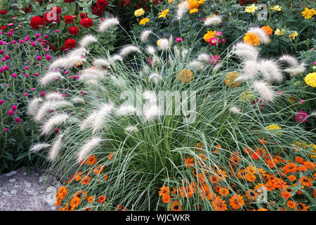 Bordure fleurie de jardin colorée avec Pennisetum villosum Feathertop Fountain Grass Red Zinnias Marigolds herbes d'automne Banque D'Images