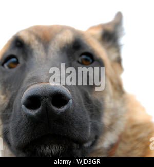 Macro image avec l'accent sur le nez du chien de berger belge Banque D'Images