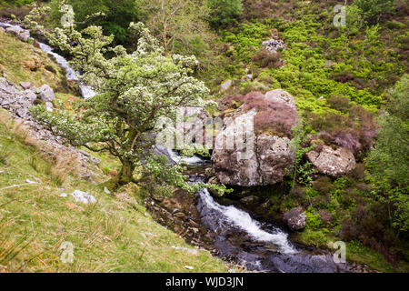 La floraison l'aubépine (Crataegus monogyna) Bush de plus en plus à l'abri par les gorges d'Afon Goch ruisseau de montagne dans la région de collines du nord de Snowdonia. Gwynedd au Pays de Galles UK Banque D'Images