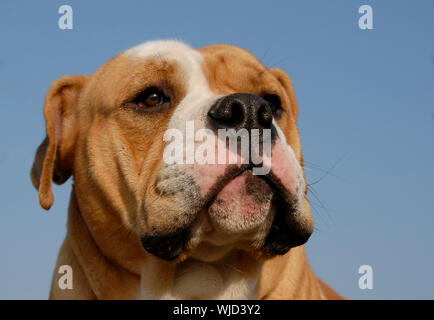 Portrait d'une vieille race bulldog Anglais sur un ciel bleu Banque D'Images