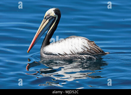 Pelican (Pelecanus thagus péruvien) adulte sur la mer Valparaiso, Chili Janvier Banque D'Images