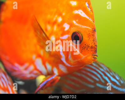Portrait of a tropical rouge Symphysodon discus poisson dans un aquarium Banque D'Images