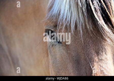 Norwegian Fjord Horse (Fjordhesst) en pâturage. Banque D'Images