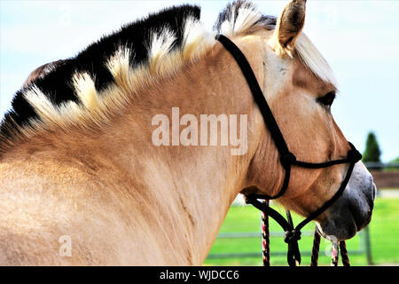 Norwegian Fjord Horse (Fjordhesst) en pâturage. Banque D'Images