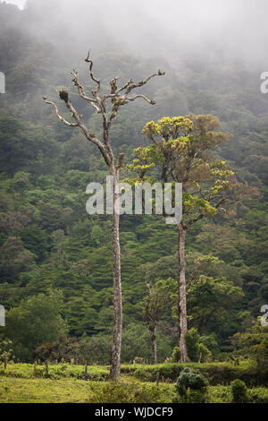 De grands arbres dans la forêt de nuages du Costa Rica Banque D'Images