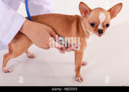 Doctor stéthoscope sur la poitrine de cute Chihuahua chien sur le tableau blanc dans la clinique vétérinaire moderne Banque D'Images