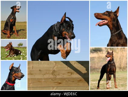 Portrait d'un dobermann pure race dans le domaine ou le saut chien Banque D'Images