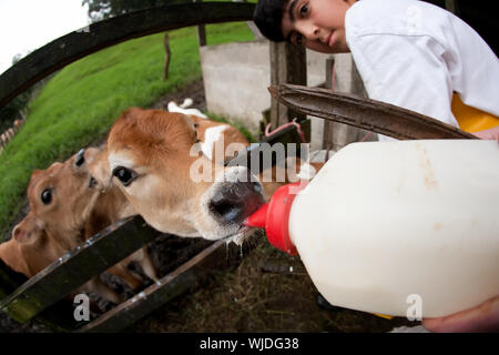 Faim d'alimentation de veaux sur la ferme laitière du Costa Rica Banque D'Images