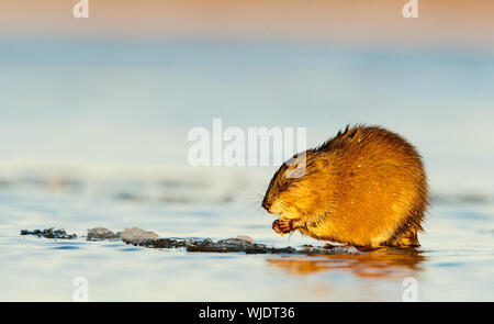 Le rat musqué (Ondatra zibethica) est assis sur un coucher de soleil. Banque D'Images