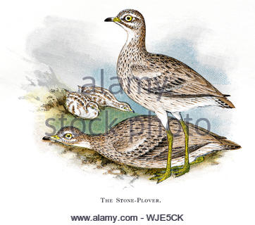 Paire de pluvier siffleur en pierre ou oedicnème criard (Burhinus bistriatus) au nid avec les poussins, vintage publié dans illustration 1898 Banque D'Images