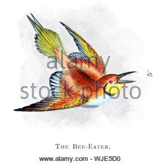 Bee-Eater (Merops apiaster), publié en 1898 illustration vintage Banque D'Images