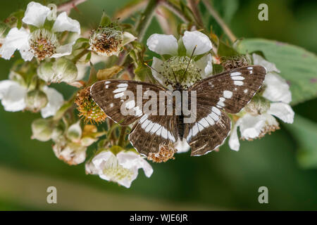 L'amiral blanc papillon sur bramble fleurs Banque D'Images