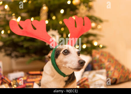 Jack Russell Terrier de 11 ans. À la veille de Noël mignon chien est assis avec un déguisée sur le bois de la tête, devant un arbre de Noël Banque D'Images