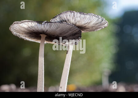 Plan macro de deux champignons blancs sur des tiges minces par le bas, rétroéclairé par la lumière du soleil montrant des textures et des détails fins. Banque D'Images