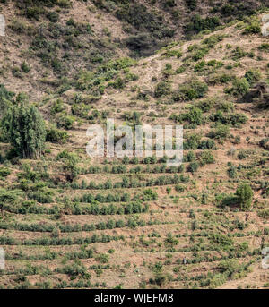 La culture du café sur une colline en terrasses en Ethiopie Banque D'Images