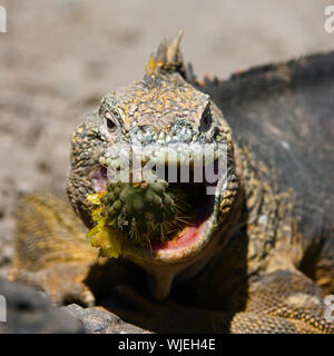 Forte repas./ L'Iguane marin (Amblyrhynchus cristatus) est un iguane trouve que sur les îles Galapagos. Banque D'Images